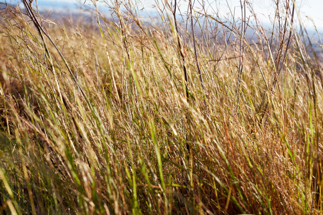 Wild grass blowing in the wind